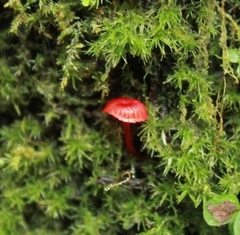 Cruentomycena