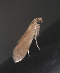 Assara conicolella