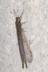Neuroleon distichus