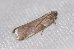 Acrobasis fallouella