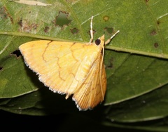 Hyalobathra