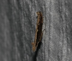 Hypatima spathota