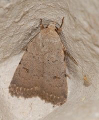Caradrina selini