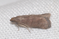 Assara conicolella