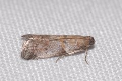 Acrobasis fallouella