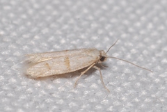 Symmocoides oxybiella