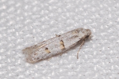 Symmocoides oxybiella