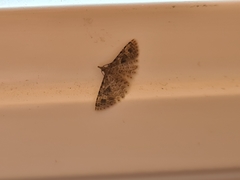 Alucita hexadactyla