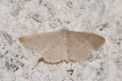 Idaea distinctaria