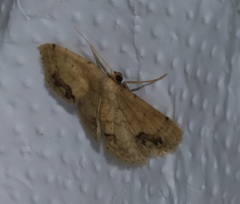 Idaea chotaria