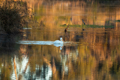 Pelecanus erythrorhynchos