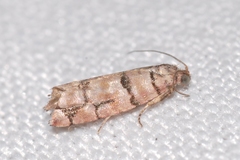 Blastesthia tessulatana