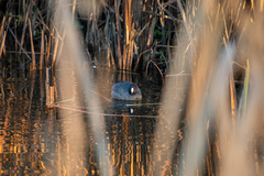 Fulica americana