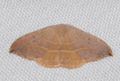 Watsonalla uncinula