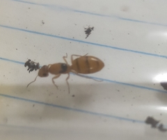 Opisthopsis