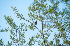 Setophaga coronata