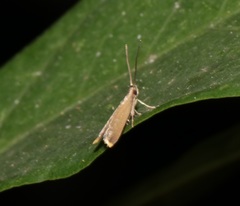 Lecithoceridae