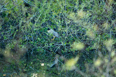 Nycticorax nycticorax