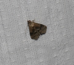 Acontiinae