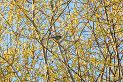 Setophaga coronata