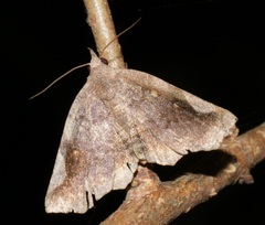 Pangrapta obscurata