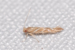 Pyroderces argyrogrammos