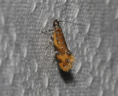 Promalactis densidentalis