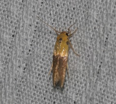 Stathmopoda auriferella