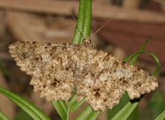 Racotis boarmiaria