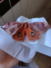 Automeris bilinea