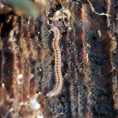 Proteroiulus fuscus