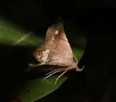 Throana pectinifer