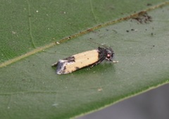 Tyrolimnas anthraconesa