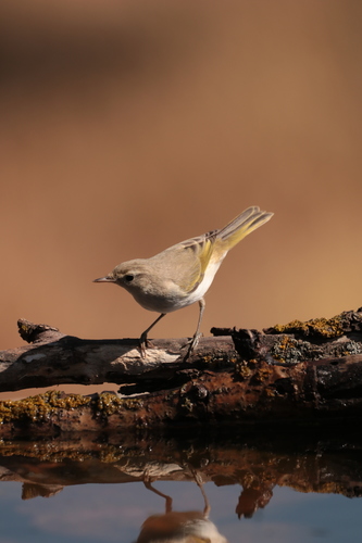 Foto de Western Bonelli's Warbler