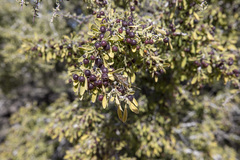 Condalia globosa pubescens