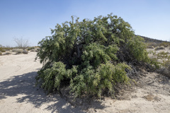 Condalia globosa pubescens