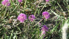 Gomphrena pulchella