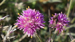 Gomphrena pulchella