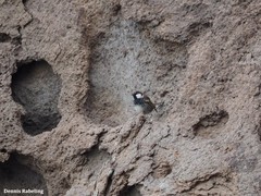 Passer hispaniolensis hispaniolensis