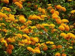 Thaumastura cora