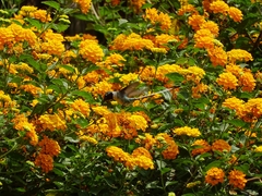 Thaumastura cora
