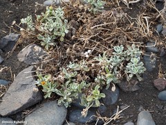 Pulicaria canariensis