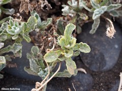 Pulicaria canariensis