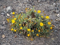 Pulicaria canariensis