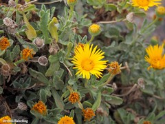 Pulicaria canariensis