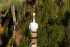 Pelecanus erythrorhynchos