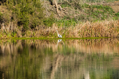 Ardea herodias