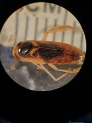 Corisella