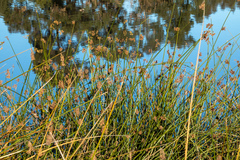 Schoenoplectus