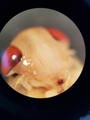 Corisella